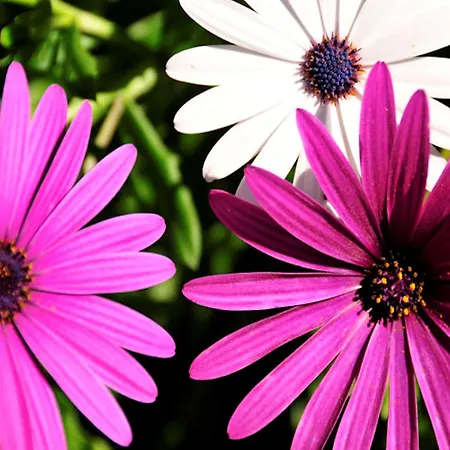 Tasteful 4 Bedrooms Laginhas Modern Furnishings 빌라 *