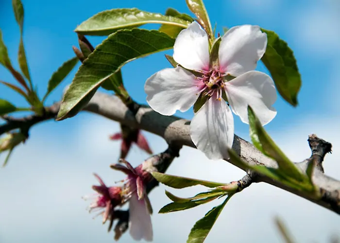 Tasteful 4 Bedrooms Laginhas Modern Furnishings