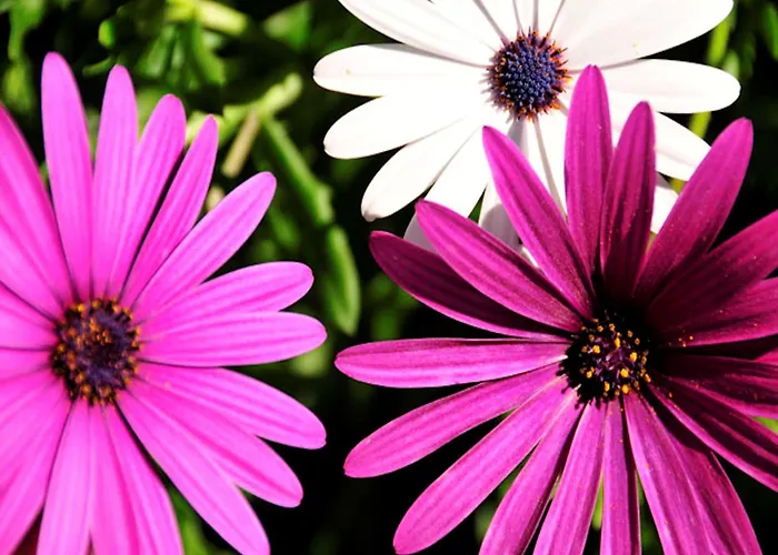 Tasteful 4 Bedrooms Laginhas Modern Furnishings Villa *