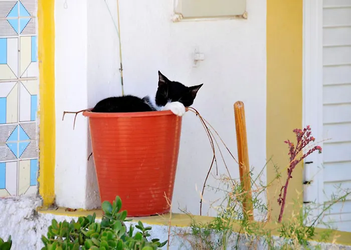 Villa Tasteful 4 Bedrooms Laginhas Modern Furnishings *